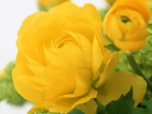 室内花 第六辑_8