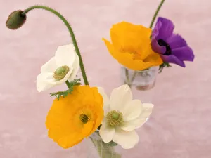 室内花 第六辑_9