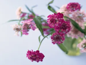 室内花 第六辑_10