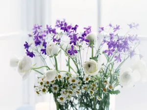 室内花 第六辑_14