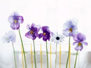 室内花 第六辑_15
