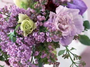 室内花 第六辑_18