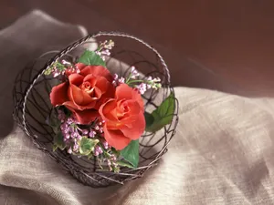 室内花 第五辑_11