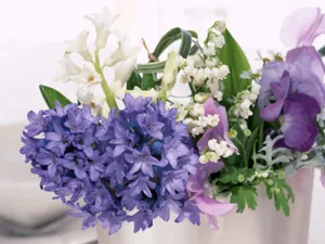 室内花 第五辑_12