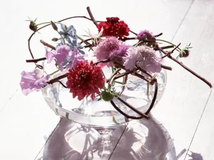 室内花 第五辑_14