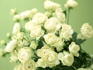 室内花 第五辑_19