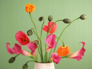 室内花 第四辑