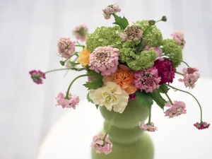 室内花 第四辑_3