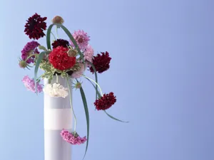 室内花 第四辑_5