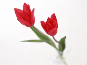 室内花 第四辑_7