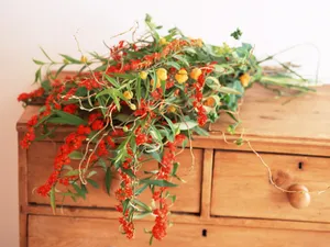 室内花 第四辑_8
