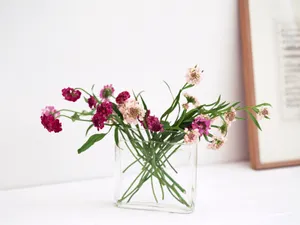 室内花 第四辑_13