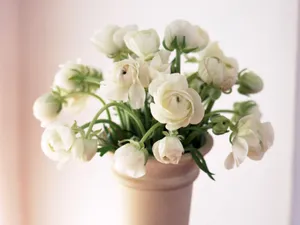 室内花 第四辑_14