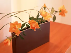 室内花 第四辑_15