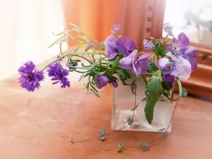 室内花 第四辑_17