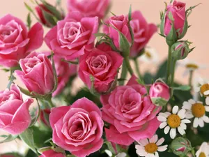 室内花 第四辑_18
