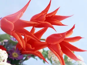 室内花 第三辑