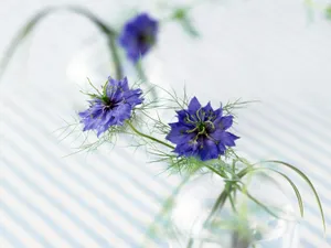 室内花 第三辑_5