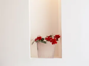 室内花 第三辑_6