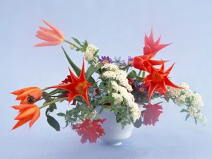 室内花 第三辑_7