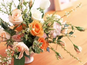 室内花 第三辑_8