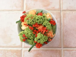 室内花 第三辑_12