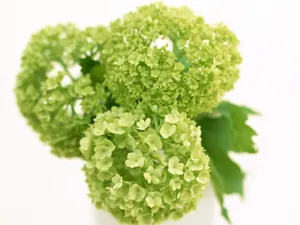 室内花 第三辑_14