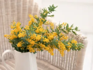 室内花 第三辑_15