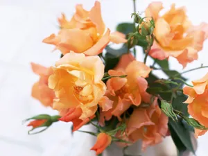 室内花 第三辑_16