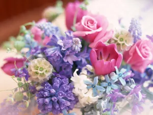 室内花 第三辑_17
