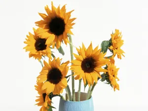 室内花 第三辑_19
