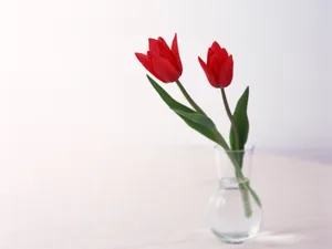 室内花 第二辑_7