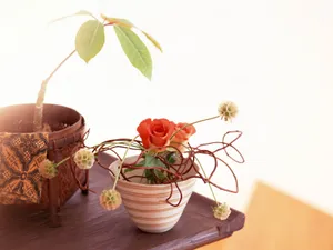 室内花 第二辑_8