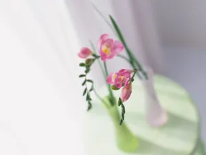 室内花 第二辑_10