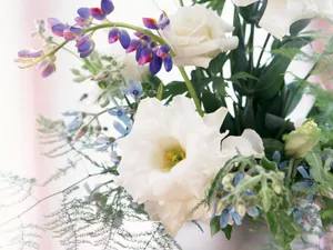 室内花 第二辑_12