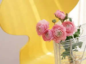 室内花 第二辑_16