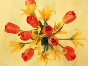 室内花 第二辑_17