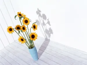 室内花 第一辑_2