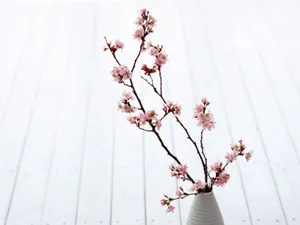 室内花 第一辑_4