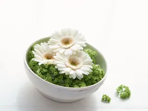室内花 第一辑_5