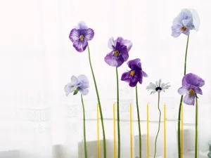 室内花 第一辑_6