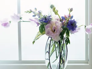 室内花 第一辑_7