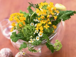 室内花 第一辑_8