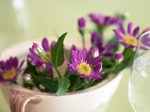 室内花 第一辑_9