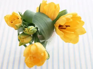 室内花 第一辑_13