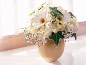 室内花 第一辑_14