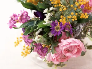 室内花 第一辑_16