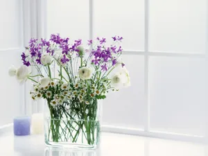 室内花 第一辑_19