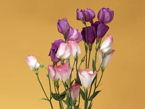 鲜花装饰 第十辑_2