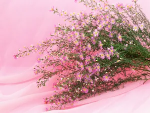 鲜花装饰 第十辑_10
